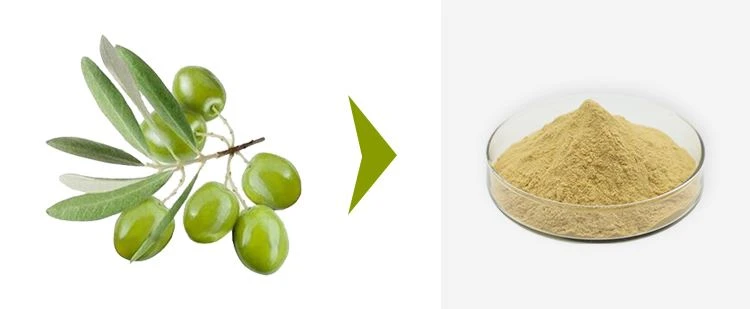 Olive Leaf Extract Oleuropein 1