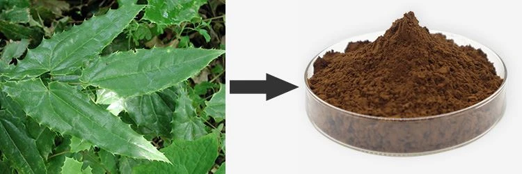 Icariin Powder 1 Icariin Powder 1
