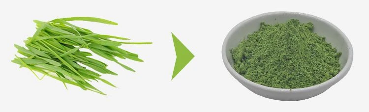 barley grass powder barley grass powder