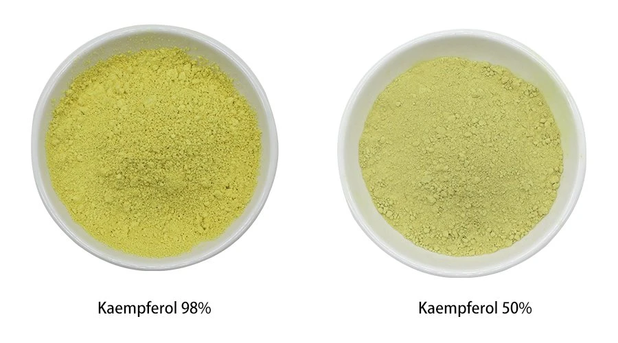 Kaempferol Powder 1