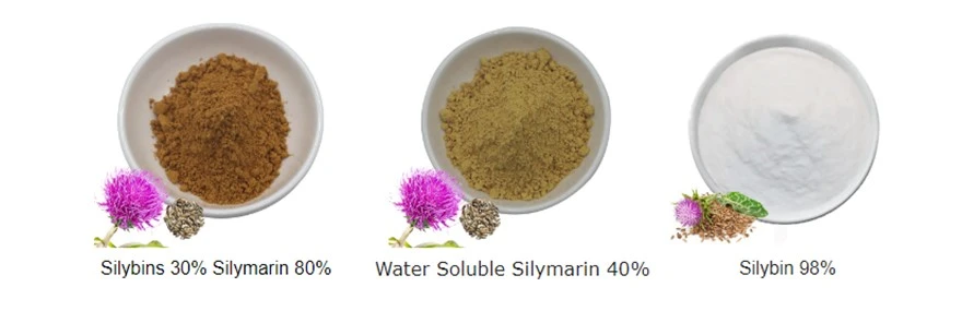 Milk Thistle Seed Extract Silymarin Silybins Milk Thistle Seed Extract Silymarin Silybins