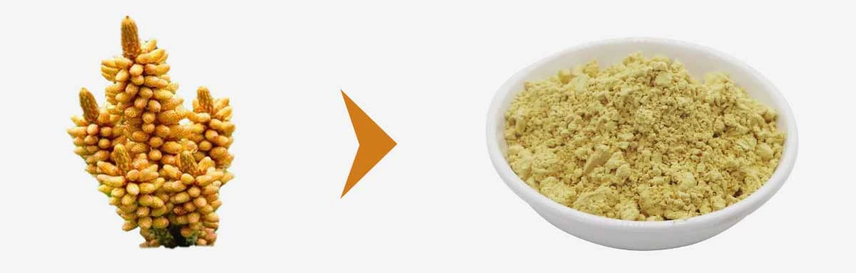 Cracked Cell Wall Pine Pollen Powder Cracked Cell Wall Pine Pollen Powder