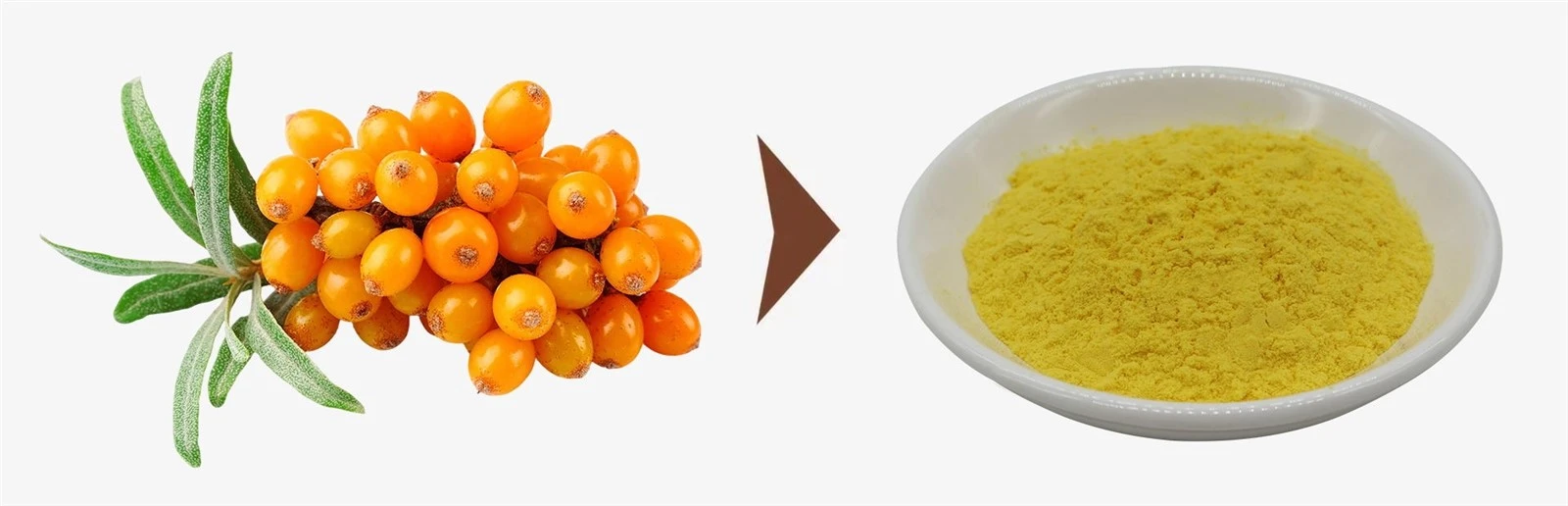 Sea Buckthorn Juice Powder 1 Sea Buckthorn Juice Powder 1