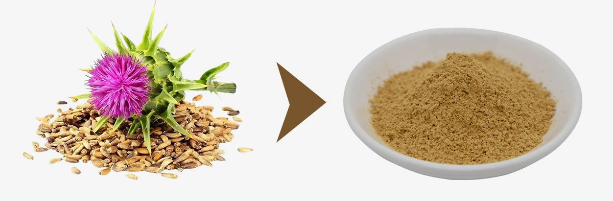 Milk Thistle Seed Extract Silymarin Silybins Milk Thistle Seed Extract Silymarin Silybins